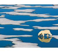 Rompecabezas de 500 piezas de New York Puzzle Company, National Geographic Polar Bear on Ice