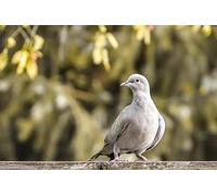 Rompecabezas de 500 Piezas para Adultos: CREA Tus propias Piezas de Rompecabezas y Juega con Ellas para Adultos Mayores de 14 años.