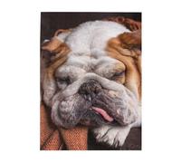 Rompecabezas de 500 Piezas para Adultos, familias, Juego de Rompecabezas para Toda la Familia, Rompecabezas desafiantes,Bulldogs ingleses Bozal Mascotas Perros durmiendo