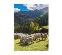 Rompecabezas de 500 Piezas para Adultos, familias, Juego de Rompecabezas para Toda la Familia, Rompecabezas desafiantes,Alpes suizos Valais Oveja de Nariz Negra Nido Animales Naturaleza
