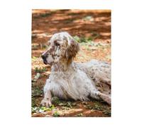 Rompecabezas de 500 Piezas para Adultos, familias, Juego de Rompecabezas para Toda la Familia, Rompecabezas desafiantes,Setter Inglés Otoño Mascotas Perros Inglés