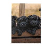 Rompecabezas de 500 Piezas para Adultos, familias, Juego de Rompecabezas para Toda la Familia, Rompecabezas desafiantes,Cachorros de la Familia Affenpinscher Perros Negros Mono