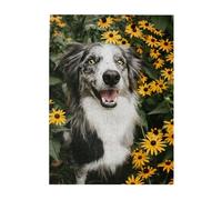 Rompecabezas de 500 Piezas para Adultos, familias, Juego de Rompecabezas para Toda la Familia, Rompecabezas desafiantes,Flores para Perros Border Collie Felices