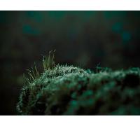 Rompecabezas de 6000 Piezas de Musgo: Desafíos imposibles, Juego de Rompecabezas para Interiores (14 años+)