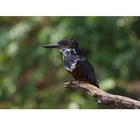 Rompecabezas de 6000 Piezas Martín Pescador: Desafíos Imposibles, Juego de Rompecabezas para Interiores (14 años+)