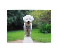 Rompecabezas de Madera de 500 Piezas para Adultos y Ancianos, con diseño de bichón frisé, Bokeh, Perros Blancos y Parque.