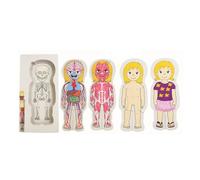 Rompecabezas de madera de cuerpo humano de 5 capas para niños, juguete de aprendizaje de anatomía, músculos y órganos STE, 36 piezas, esqueleto, con piel,