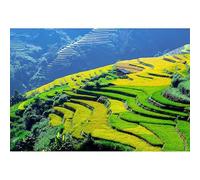 Rompecabezas de paisaje de arrozales en terrazas - Puzzle adulto 1000 (38 x 26 cm) piezas, espléndido paisaje rural de terrazas entre oro dorado y verde esmeralda