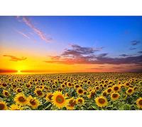 Rompecabezas de Papel de 2000 Piezas, Juego de Habilidad de Girasol para Toda la Familia