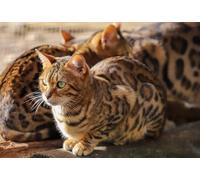 Rompecabezas de tres gatos leopardos, animales de compañía, juego antiestrés y juguete educativo para adultos (1000 (52 x 38 cm)