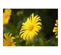 Rompecabezas floral de crisantemo dorado - Rompecabezas de 500 piezas (52 x 38 cm) para adultos, presenta un paisaje de campo de flores de crisantemo dorado amarillo brillante
