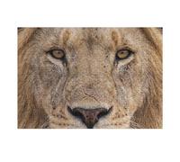 Rompecabezas para Adolescentes 1000pcs(38x26cm) Lion Face Close-Up Rompecabezas Juguetes Antiestrés Difíciles Regalos De Cumpleaños Y Únicos 1000pcs(38x26cm)
