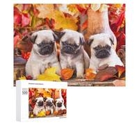 Rompecabezas para Adolescentes 500 PCS Pug Puppies in Autumn Setting Rompecabezas para Adultos Juegos Relajantes Corte De Precisión Juego Desafiante Regalos 500 PCS