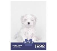 Rompecabezas para Adolescentes De 1000 Piezas Maltese Dog Puppy Rompecabezas Juegos Relajantes Pero Divertidos Y Humorísticos Cumpleaños 38x26cm/1000pcs