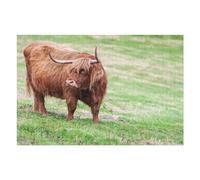 Rompecabezas para Adultos 1000pcs(75x50cm) Scottish Highland Cow Rompecabezas para Adultos Juguetes Antiestrés Desafío Educativo De Corte De Precisión 1000pcs(75x50cm)