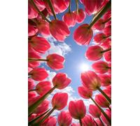 Rompecabezas para Adultos de 1000 Piezas | Tulipanes Rosas | Puzzle Terapéutico de Estimulación Mental y Desconexión Digital, Encaje, Idea de Regalo, 75x50 cm
