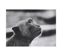 Rompecabezas para Adultos1000pcs(52x38cm) Curious Monkey Portrait Rompecabezas para Adultos Juego De Ingenio para La Diversión Familiar Regalos para Reducir El Estrés 1000pcs(52x38cm)
