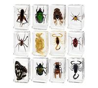 rongweiwang Colección de Animales, Juguetes de Muestra biología, Resina Que fomenta la curiosidad, Mejora el interés Aprendizaje, Regalo Educativo para niños, colección Muestra Animal Resina