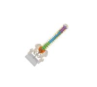 rongweiwang Material didáctico para la enseñanza de Ciencias. Modelo de Columna Vertebral Colorido. Recurso único para demostraciones académicas en el currículo de Ciencias.