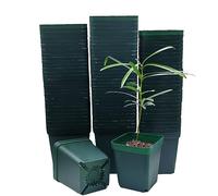 RooTrimmer Macetas cuadradas de plástico para Cultivo de Flores suculentas, Paquete de 100 Unidades (Verde, 8 cm)
