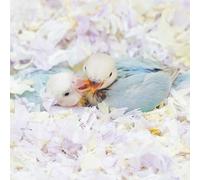 Ropa de cama para animales pequeños, material de papel de algodón para anidar pájaros, mejora el entorno de reproducción, bajo control de olores de polvo para pájaros, loros, periquitos, cobayas