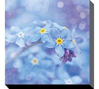 Ros Berryman Forget Me Nots Cuadro Decorativo Lienzo Impresiones, poliéster, Multicolor, 40 x 40 cm