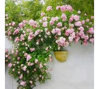 Rosa Banksiae Samen Wandkletternde Blumensamen Duftende Blume Mehrjährige Buschsamen für Gärten Parks Patios Landschaftsgestaltung Rosado 1000 Piezas