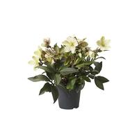 Rosa de Navidad Helleborus Niger Un Toque de Magia en Invierno