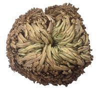 Rosa De Resurrección Aire De Helecho Spike Moss Live - Selaginella Lepidophylla Rosa Seca para Limpiar Suerte Y Prosperidad