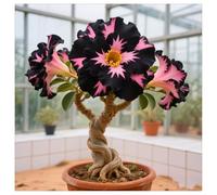 Rosa del desierto resistente al invierno - Rhizomas de rosa del desierto - La mejor elección para arreglos de jardín- Pétalos en diferentes colores - fácil de cultivar-1Rhizomas-C