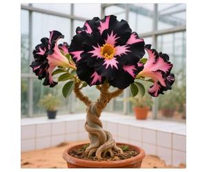 Rosa del desierto resistente al invierno - Rhizomas de rosa del desierto - La mejor elección para arreglos de jardín- Pétalos en diferentes colores - fácil de cultivar-1Rhizomas-C