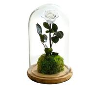 Rosa Eterna en cúpula | Rosa Preservada Inmortal | Ideal para Decoración Hogar | Medidas, 14 cm x 25 cm (Blanco)