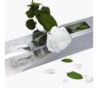 Rosa Preservada Blanco de Ecuador, Rosa Natural Preservada con Tallo 35cm Regalo para Mujer, Ideas para Sant Jordy, Día de la Madre y Cumpleaños, Ramos y Detalles Románticos (Pure White)