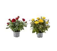 Rosales Miniatura Pack de 2 Plantas con Flores de Colores