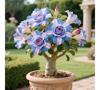 Rosas del desierto para plantar (bulbos de rosa del desierto) pétalos dobles/perenne resistente, tropical, variedad rara,prospera en macetas-1Rhizomas-A