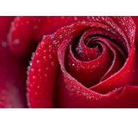 Rosas Rojas florecientes con Gotas de Agua - Rompecabezas de Madera de 7000 Piezas para Adultos - Rompecabezas de Pintura para Adultos Mayores de 14 años