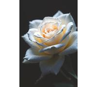 Rose Notebook: Blank Lined Notebook for All Ages, Rose, White, Flower | 6x9 inches, 110 pages | Gifts for Birthdays, Christmas, Thanksgiving and more