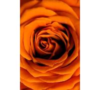 ROSE&PAPER Fine Writing Journal - Rose No. 11, 2026 Collection - for Women, Writers, Students & Rose Lovers: College-Ruled Notebook, 6x9 in (15.24 x ... Hot-Pink Margins - Romantic Floral Cover