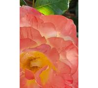 ROSE&PAPER Fine Writing Journal - Rose No. 12, 2026 Collection - for Women, Writers, Students & Rose Lovers: College-Ruled Notebook, 6x9 in (15.24 x ... Hot-Pink Margins - Romantic Floral Cover