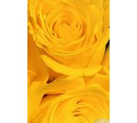 ROSE&PAPER Fine Writing Journal - Rose No. 14, 2026 Collection - for Women, Writers, Students & Rose Lovers: College-Ruled Notebook, 6x9 in (15.24 x ... Hot-Pink Margins - Friendly Floral Cover