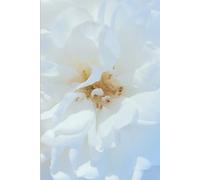 ROSE&PAPER Fine Writing Journal - Rose No. 15, 2026 Collection - for Women, Writers, Students & Rose Lovers: College-Ruled Notebook, 6x9 in (15.24 x ... Hot-Pink Margins - Romantic Floral Cover