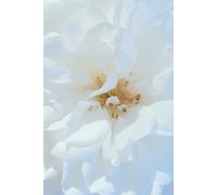 ROSE&PAPER Fine Writing Journal - Rose No. 15, 2026 Collection - for Women, Writers, Students & Rose Lovers: College-Ruled Notebook, 6x9 in (15.24 x ... Hot-Pink Margins - Romantic Floral Cover