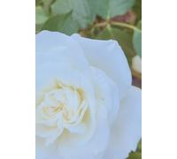 ROSE&PAPER Fine Writing Journal - Rose No. 20, 2026 Collection - for Women, Writers, Students & Rose Lovers: College-Ruled Notebook, 6x9 in (15.24 x ... Hot-Pink Margins - Romantic Floral Cover