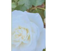 ROSE&PAPER Fine Writing Journal - Rose No. 20, 2026 Collection - for Women, Writers, Students & Rose Lovers: College-Ruled Notebook, 6x9 in (15.24 x ... Hot-Pink Margins - Romantic Floral Cover