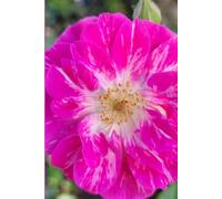 ROSE&PAPER Fine Writing Journal - Rose No. 7, 2026 Collection - for Women, Writers, Students & Rose Lovers: College-Ruled Notebook, 6x9 in (15.24 x ... Hot-Pink Margins - Romantic Floral Cover