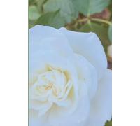 ROSE&PAPER Garden Layout Planner - Graph-Grid Notebook for Raised Beds, Plant Spacing & Seasonal Garden Design (2026 Collection - Rose No. 20): ... gardens, flower beds, and backyard layouts