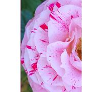 ROSE&PAPER Garden Layout Planner - Graph-Grid Notebook for Raised Beds, Plant Spacing & Seasonal Garden Design (2026 Collection - Rose No. 8): ... gardens, flower beds, and backyard layouts