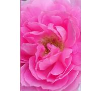ROSE&PAPER Garden Layout Planner - Graph-Grid Notebook for Raised Beds, Plant Spacing & Seasonal Garden Design (2026 Collection - Rose No. 6): ... gardens, flower beds, and backyard layouts