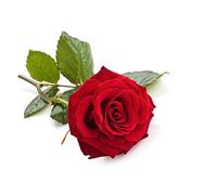 Rose - Thai de - 100 ml - Aromaterapia Aceite de Tailandia - rosenöl