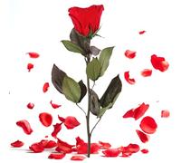 Rosemarie Schulz Heidelberg Rosa eterna roja con tallo - 30-35 cm de largo flor real conservada duradera 3 años en caja - regalo de cumpleaños y San Valentín - Rosa individual